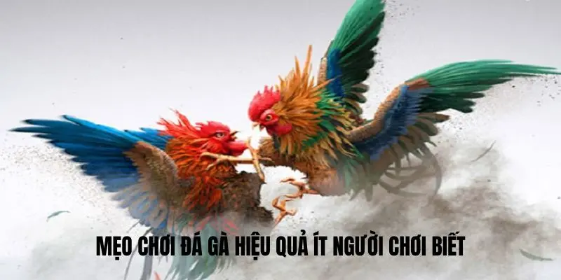 Mẹo chơi đá gà Kubet hiệu quả ít người chơi biết