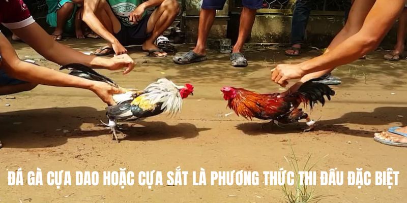 Đá gà Kubet cựa dao hoặc cựa sắt là phương thức thi đấu đặc biệt